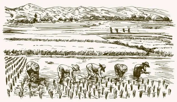Traditional Japanese rice farmers working in paddy fields - the humble origins that inspired the name Jinbeh