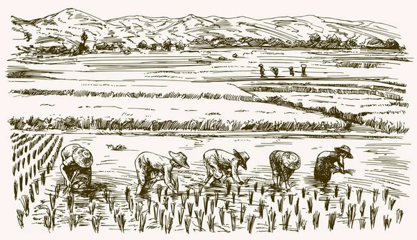 Traditional Japanese rice farmers working in paddy fields - the humble origins that inspired the name Jinbeh
